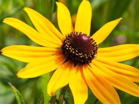 Black-eyed Susan