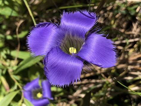 Fringed gentian