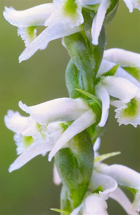 Ladies' tresses orchid