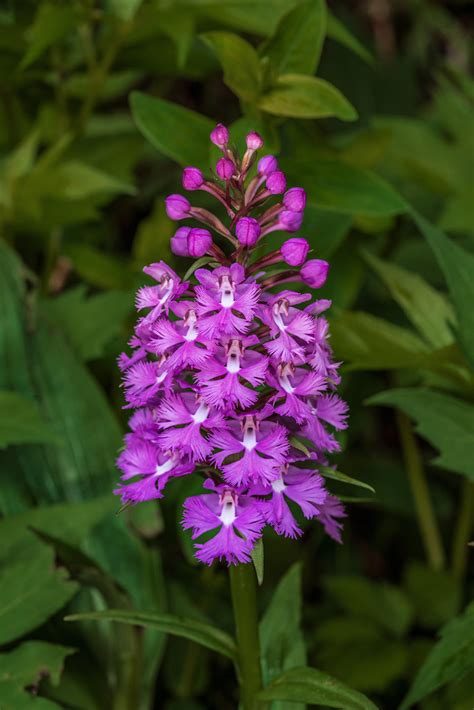 Purple fringed orchid