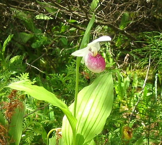 Showy lady's slipper