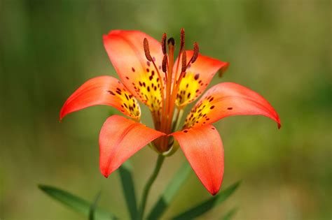 Wood lily