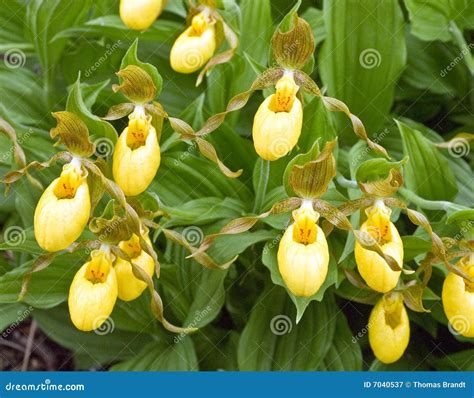 Yellow lady's slipper
